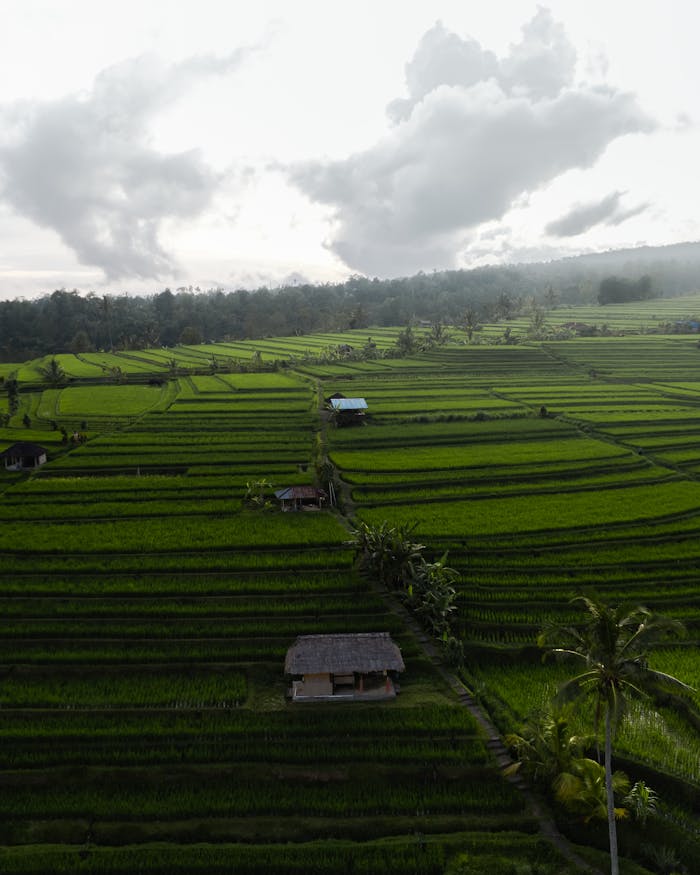 Aerial view of vibrant rice terraces in Bali with dramatic skies above. Perfect for travel and nature themes.